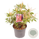 Pieris 'Flaming Silver' 25-30 cm 3,0L