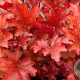 Heuchera 'Peach Flambé' GM P9