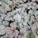 Heuchera 'Rex Silver' GM P9