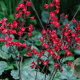 Heuchera sang. 'Coral Petite' GM P9