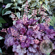 Heuchera 'Shanghai' GM P9