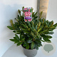 Rhododendron 'Cosmopolitan' 30-40 cm 5,0L