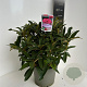 Rhododendron 'Wilgen's Ruby' 30-40 cm 5,0L