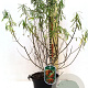 Hippophae rhamnoides 40-50 cm 3,0L