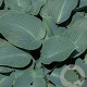 Hosta 'Blue Mammoth' GM P9