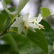 Styrax officinalis GM P9 BIO
