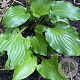 Hosta 'Invincible' GM P9