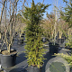 Taxus baccata 175-200 cm 50L