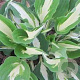 Hosta 'Night Before Christmas' GM P9