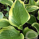 Hosta 'Queen Josephine' GM P9