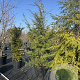 Tsuga canadensis 250-300 cm cont. 80L