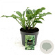 Hosta 'Royal Standard' GM 2,0L