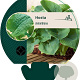 Hosta sieboldiana GM P9