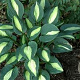 Hosta 'Striptease' GM P9