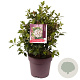 Viburnum tinus 40-45 cm 10L