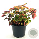 Houttuynia cordata 'Flame' 20-25 cm 2,0L