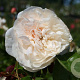 Rosa (H) Fragrant Old White® A kwaliteit wortelgoed vanaf 2 tak