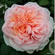 Rosa (T) Amorosa GM rozenpot 4L