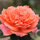 Rosa (T) Amour de Molène GM rozenpot 4L