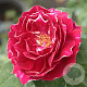 Rosa (H) 'Baron Girod de L'Ain' GM rozenpot 4L
