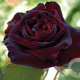 Rosa (T) Black Baccara GM rozenpot 4L