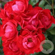 Rosa (F) Black Forest Rose GM rozenpot 3L