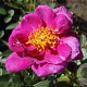 Rosa (M) Bluenette GM rozenpot 3L