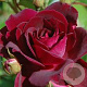 Rosa 'Burgundy Iceberg' AA. kwaliteit wortelgoed
