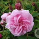 Rosa centifolia 'Muscosa' GM rozenpot 4L