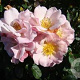 Rosa (H) Clair Matin GM rozenpot 4L