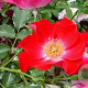 Rosa (K) 'Dortmund' GM rozenpot 4L