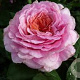 Rosa (T) 'Eisvogel' GM rozenpot 4L