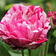Rosa (H) 'Ferdinand Pichard' GM rozenpot 4L