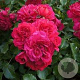 Rosa (H) Gärtnerfreude GM rozenpot 3L