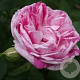 Rosa (H) 'Honorine de Brabant' GM rozenpot 4L