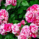 Rosa (K) Ines Sastre GM rozenpot 4L