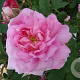 Rosa 'Ispahan' AA. kwaliteit wortelgoed