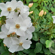 Rosa (H) Kew Gardens GM rozenpot 4L