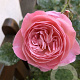 Rosa (F) Kölner Flora GM rozenpot 4L