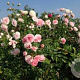 Rosa (F) Larissa GM rozenpot 3L