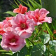 Rosa (M) Maestro Babylon Eyes GM rozenpot 4L