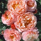 Rosa (F) Marie Curie GM rozenpot 3L