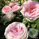 Rosa (T) Meine Rose GM rozenpot 4L