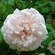 Rosa (K) 'Mme Alfred Carrière' GM rozenpot 4L