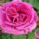 Rosa (H) 'Mme Isaac Pereire' GM rozenpot 4L
