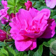 Rosa (R) 'Moje Hammarberg' GM rozenpot 3L