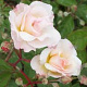 Rosa (H) 'Penelope' GM rozenpot 4L
