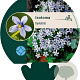 Isotoma fluviatilis GM P9