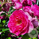 Rosa (H) Renée van Wegberg GM rozenpot 4L