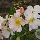Rosa (H) 'Sally Holmes' GM rozenpot 4L